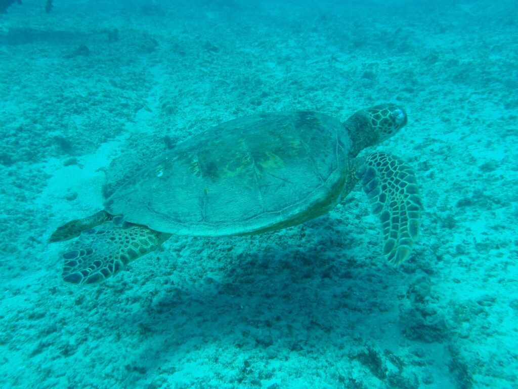 Tortuga Marina en las Actividades Acuáticas en Sal