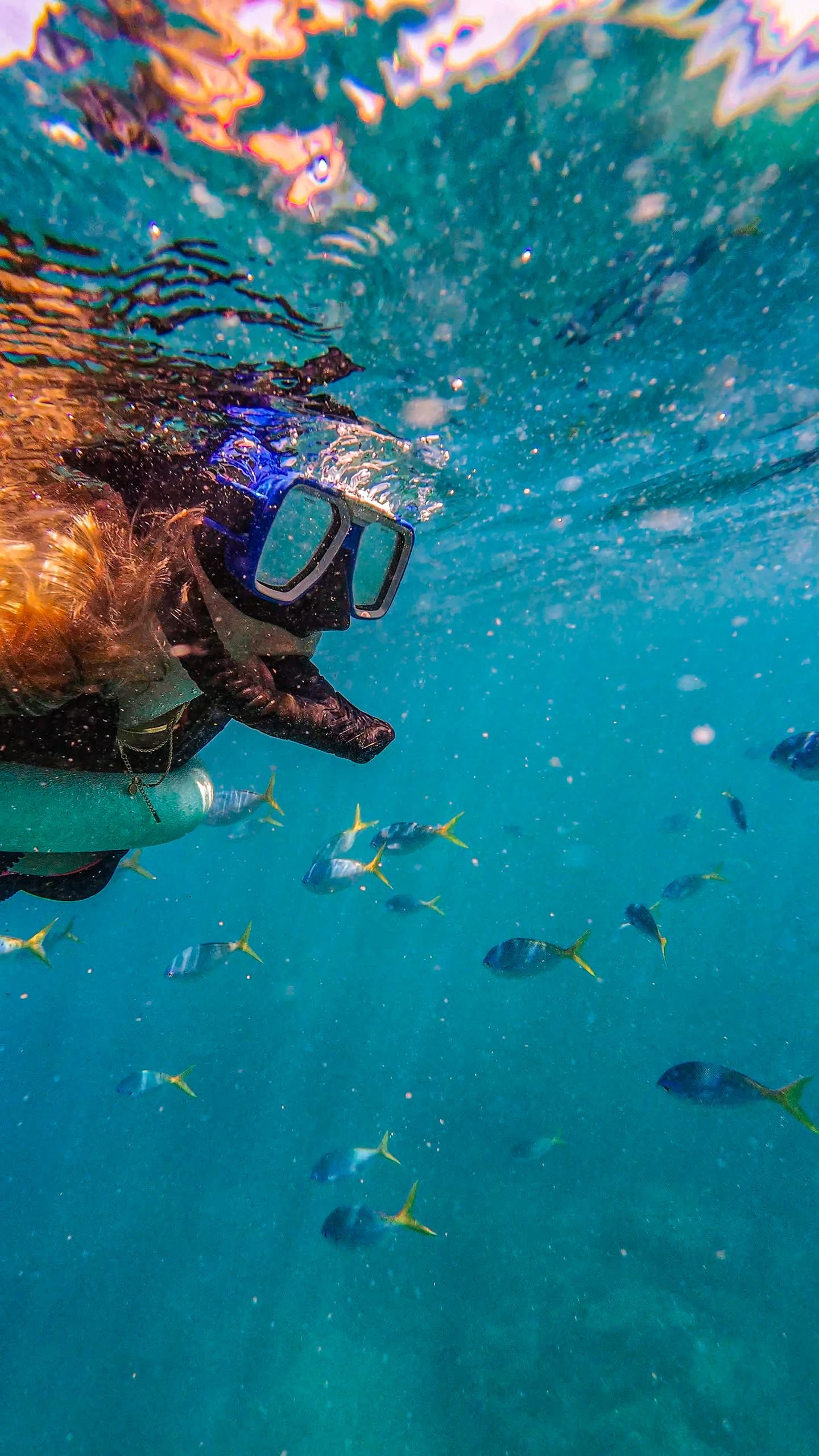 Beautiful underwater view of snorkeling amidst colorful fish in the Australian waters.